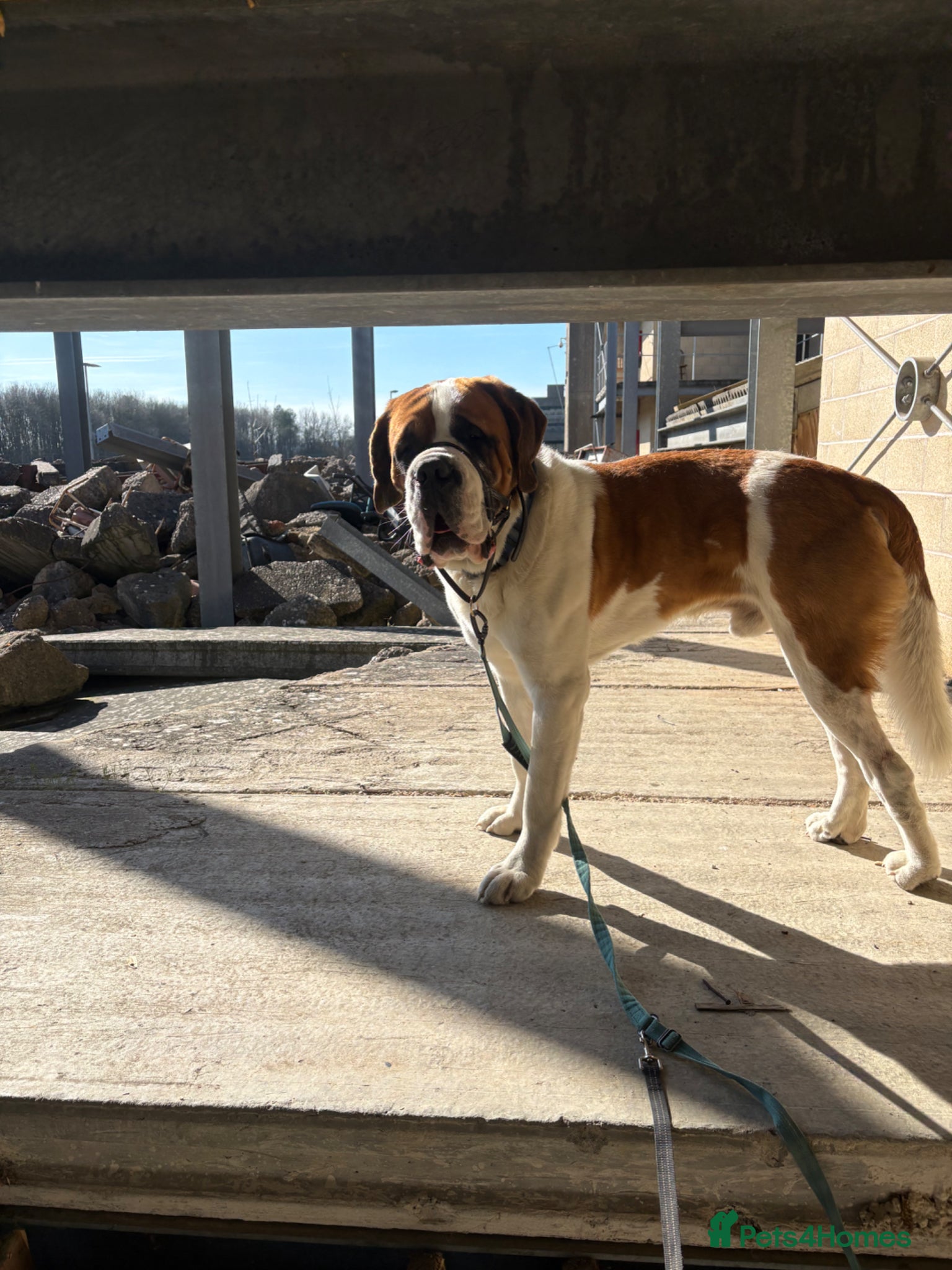 Saint Bernard dogs Short-Haired Saint Bernard Stud - Obi 3 Years  - Advert 3