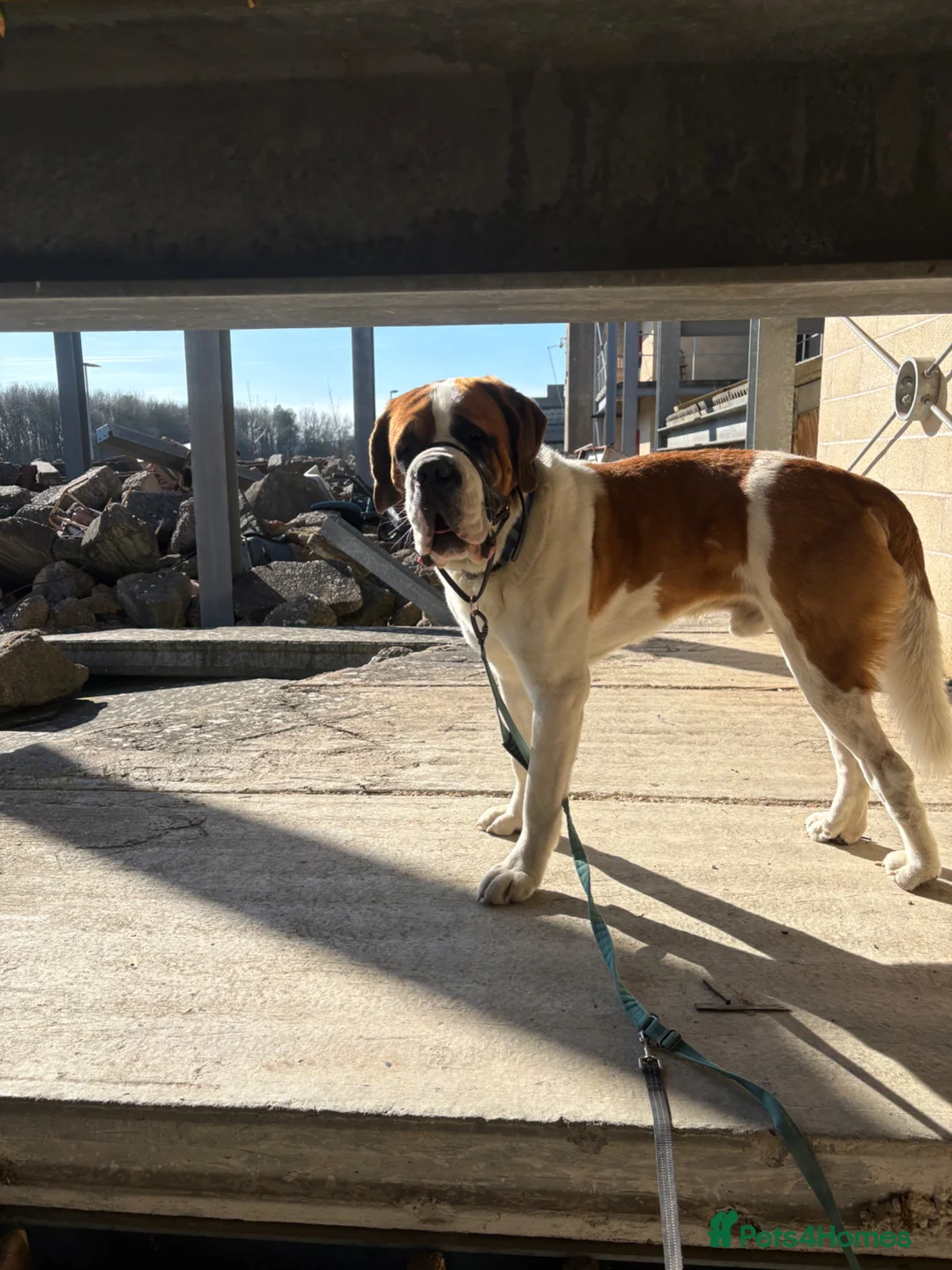 Saint Bernard dogs for stud: Short-Haired Saint Bernard Stud - Obi 3 Years  in Witney - Advert 1