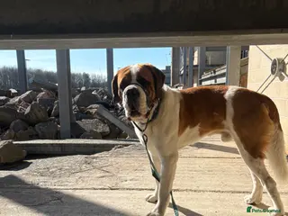 Saint Bernard dogs Short-Haired Saint Bernard Stud - Obi 3 Years - Advert 3