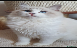 Siberian cats for sale: Hypoallergenic Siberian Neva Masquerade kitten - Image 10