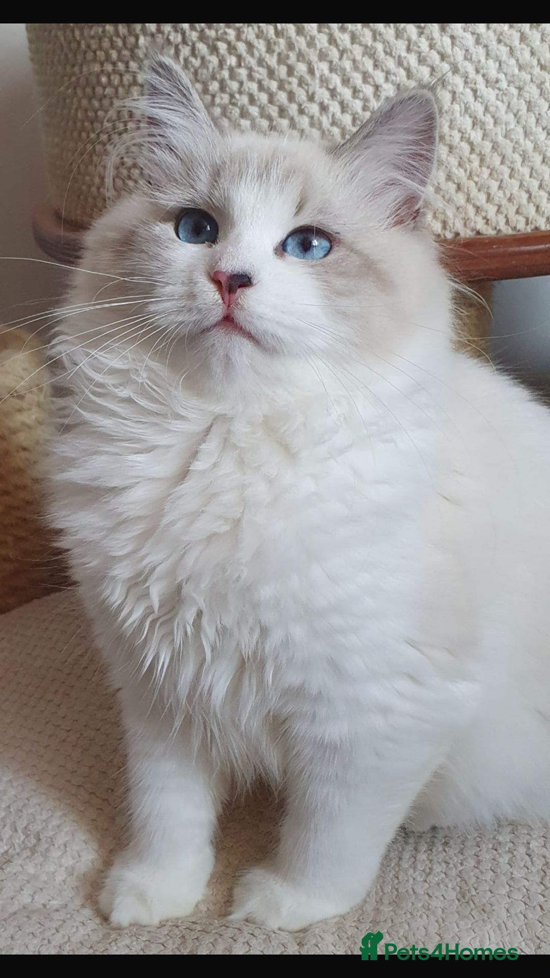 Siberian cats for sale: Hypoallergenic Siberian Neva Masquerade kitten - Image 10