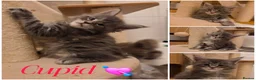 Maine Coon cats for sale: Stunning quality silver Tica Mainecoon kittens  - Advert 8
