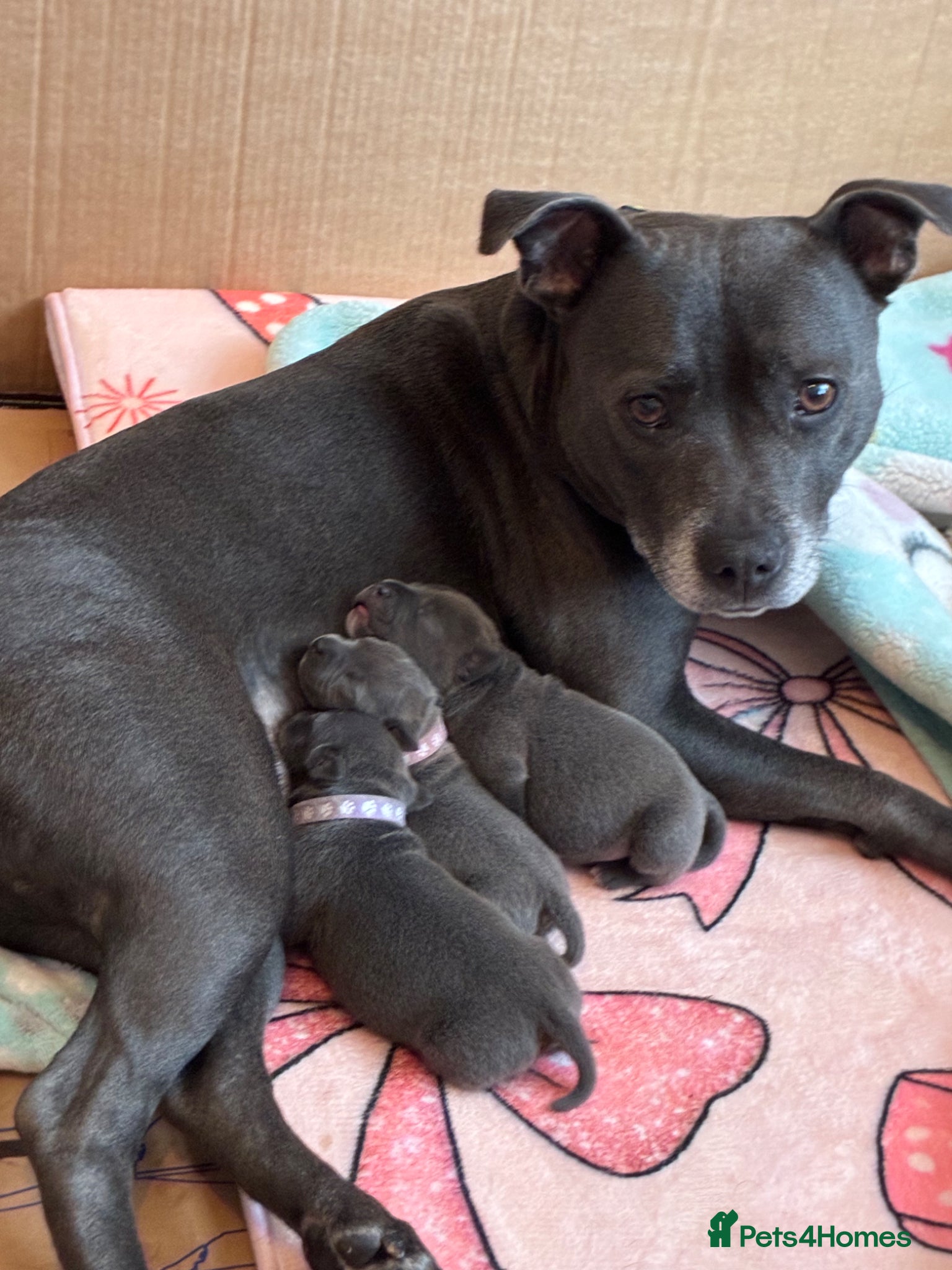 Staffordshire Bull Terrier dogs Beautiful KC Reg Blue Staffordshire bull terriers - Advert 1