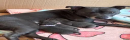 Staffordshire Bull Terrier dogs for sale: Beautiful KC Reg Blue Staffordshire bull terriers - Advert 1