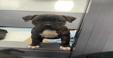 Staffordshire Bull Terrier dogs - Advert 13