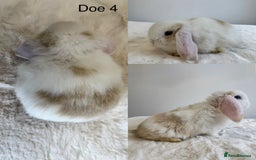 Mini Lop rabbits for sale: Purebred Harlequin Mini Lops - Image 4