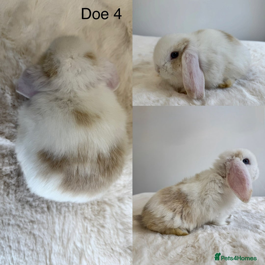 Mini Lop rabbits for sale: Purebred Harlequin Mini Lops - Image 4