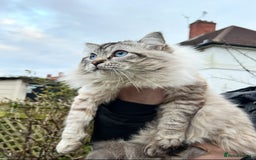 Ragdoll cats for sale: GCCF Sealpoint Mitted/Blue Lynx Ragdoll kittens - Image 27