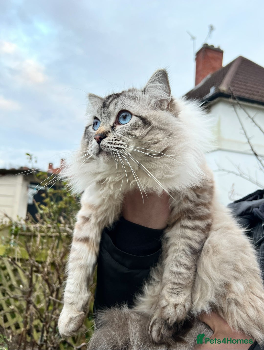 Ragdoll cats for sale: GCCF Sealpoint Mitted/Blue Lynx Ragdoll kittens - Image 27