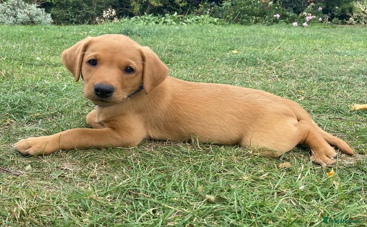 Labrador Retriever dogs - Advert 16