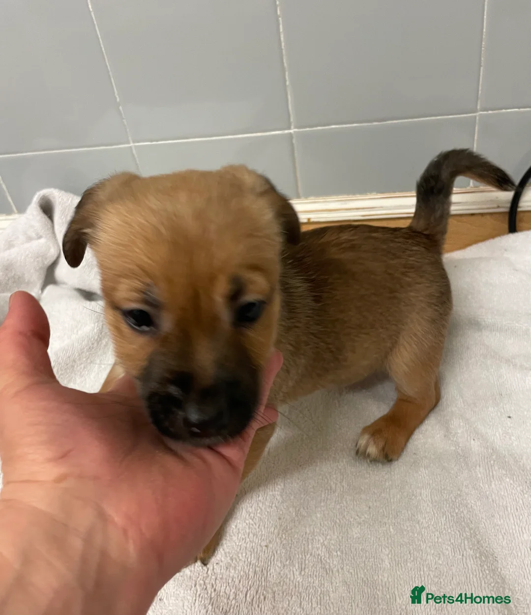 Jack Russell dogs for sale: Beautiful Jack Russell puppies  - Advert 9