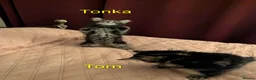 Domestic Shorthair cats for sale: READY TO LEAVE NOW🩵🩷 - Advert 12