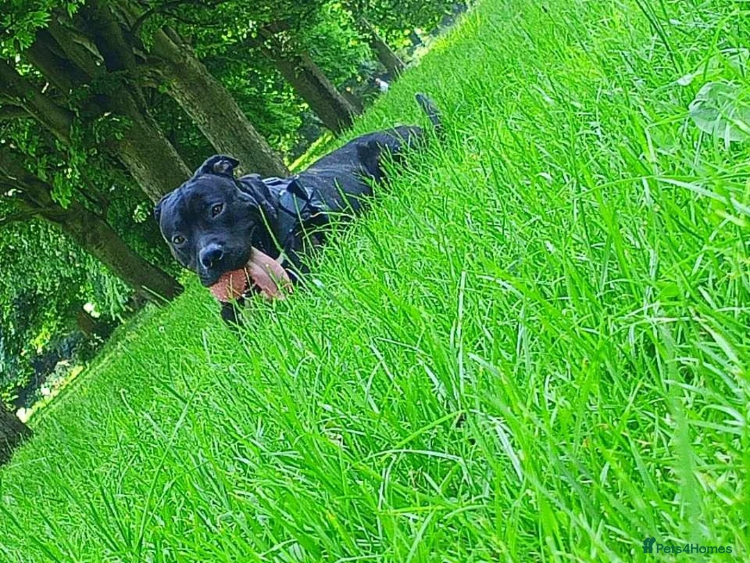 Mixed Breed dogs for sale: Meet Buddy!!! - Advert 6