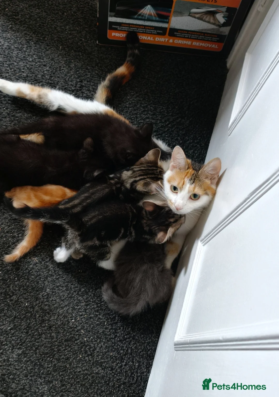 Mixed Breed cats for sale: 5 Beautiful kittens £100 each - Advert 12