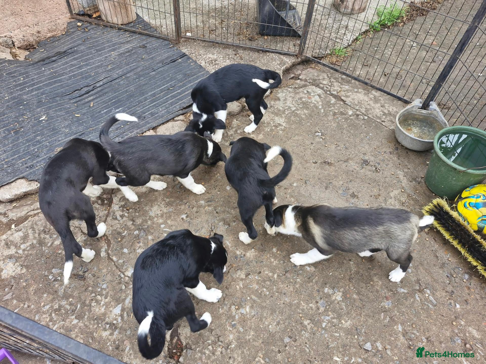 Border Collie dogs Border collie puppy bitches for sale - Advert 11