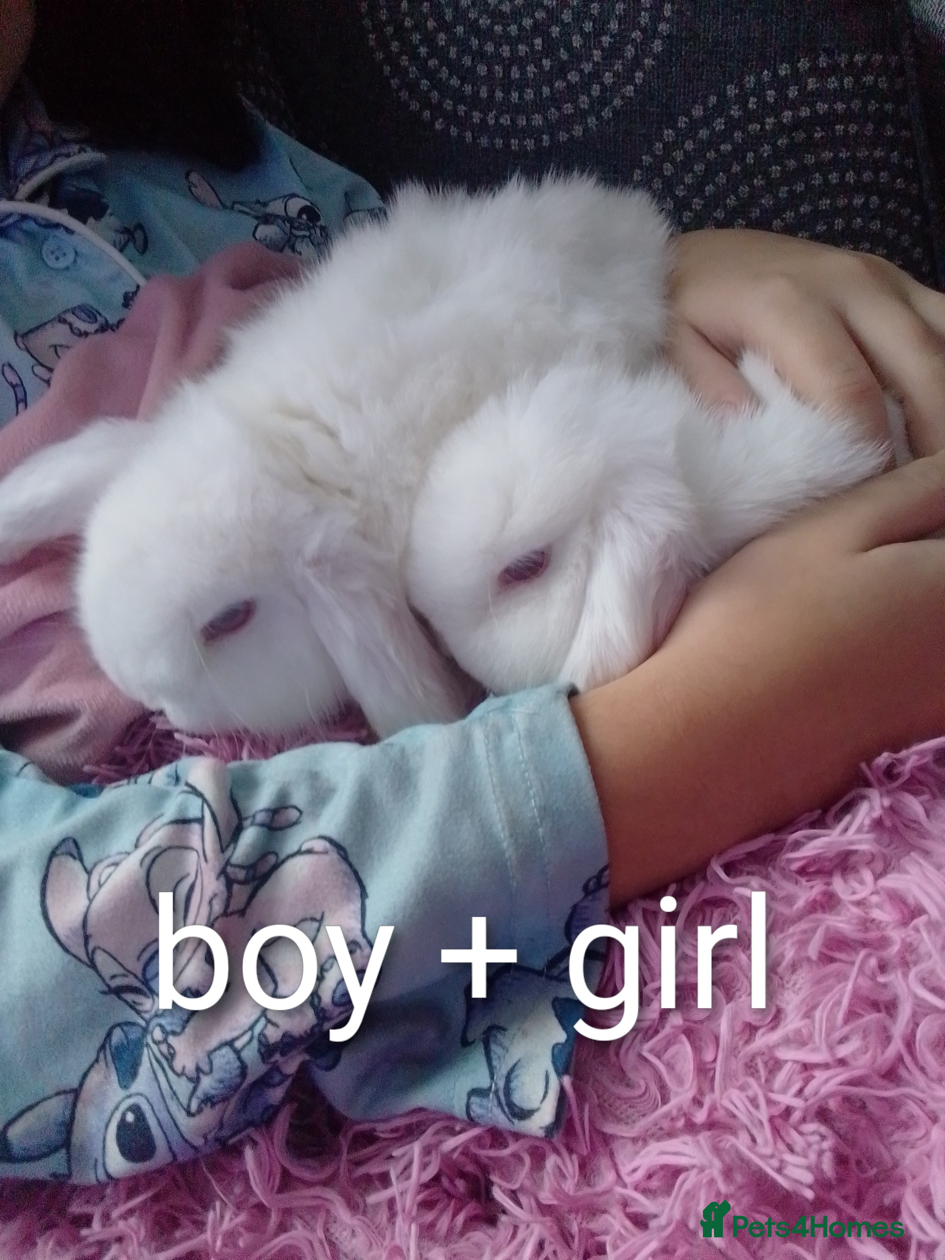 Mini Lop rabbits Last 2 Mini Lops ready to leave  - Advert 15