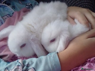 Mini Lop rabbits Last 2 Mini Lops ready to leave - Advert 15