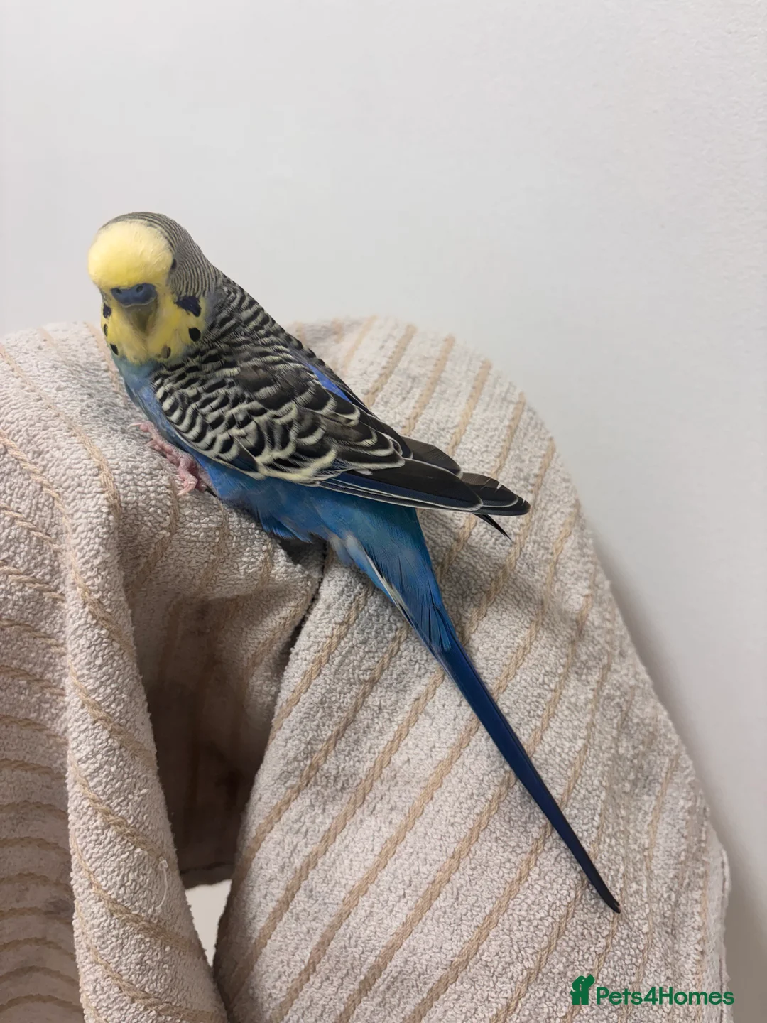 Budgerigars birds for sale: Hand tame male Budgie, with cage, food and toys! - Advert 2