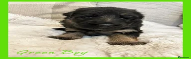German Shepherd Puppy 8