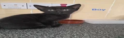 Mixed Breed cats for sale: Kittens looking for their forever homes - Advert 26