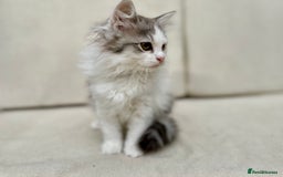 Siberian cats for sale: TICA Siberian Kittens Hypoallergenic Family Raised - Image 9