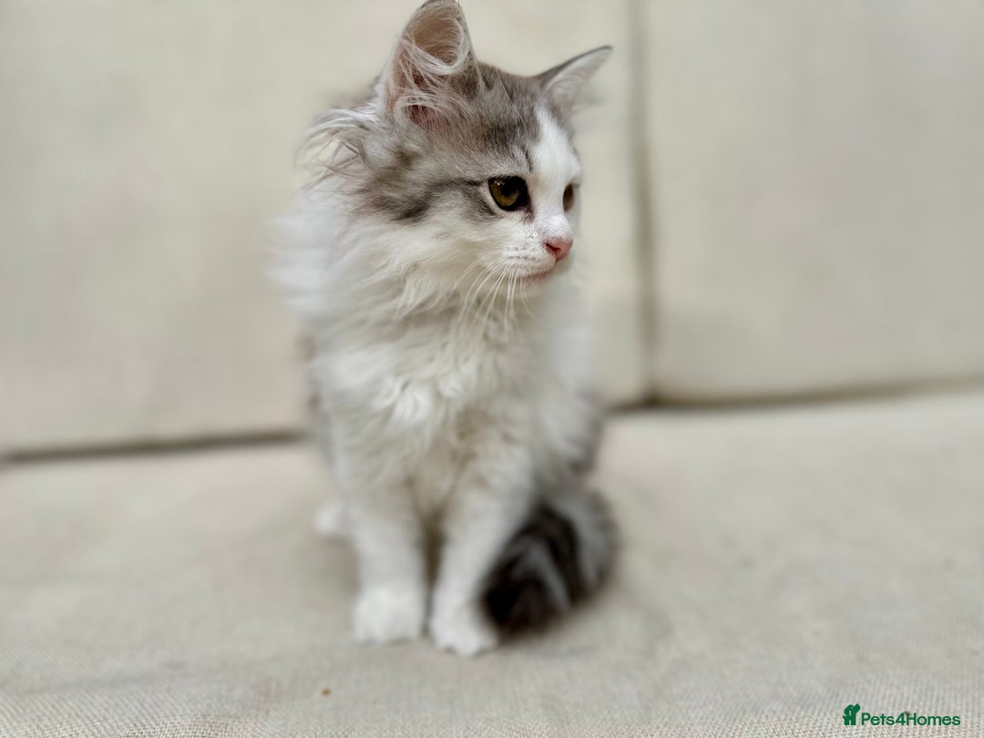 Siberian cats for sale: TICA Siberian Kittens Hypoallergenic Family Raised - Image 9