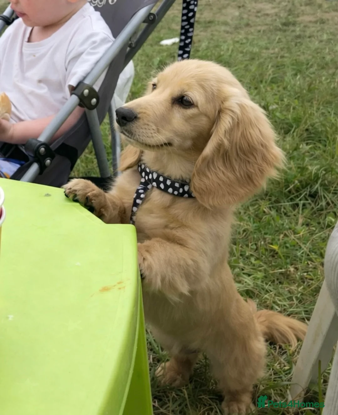 Miniature Dachshund dogs for stud: Miniature cream long haired dachshund (KC REG) - Advert 3