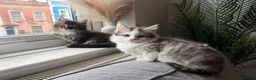 Maine Coon cats for sale: Beautiful half Maine coon kittens available  - Advert 12