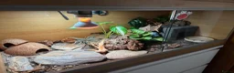 Leopard Gecko reptiles for sale: Female leopard gecko with vivarium  - Advert 4
