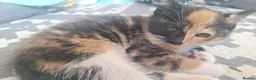 Mixed Breed cats for sale: 3 little boys and 1 girl  - Advert 21