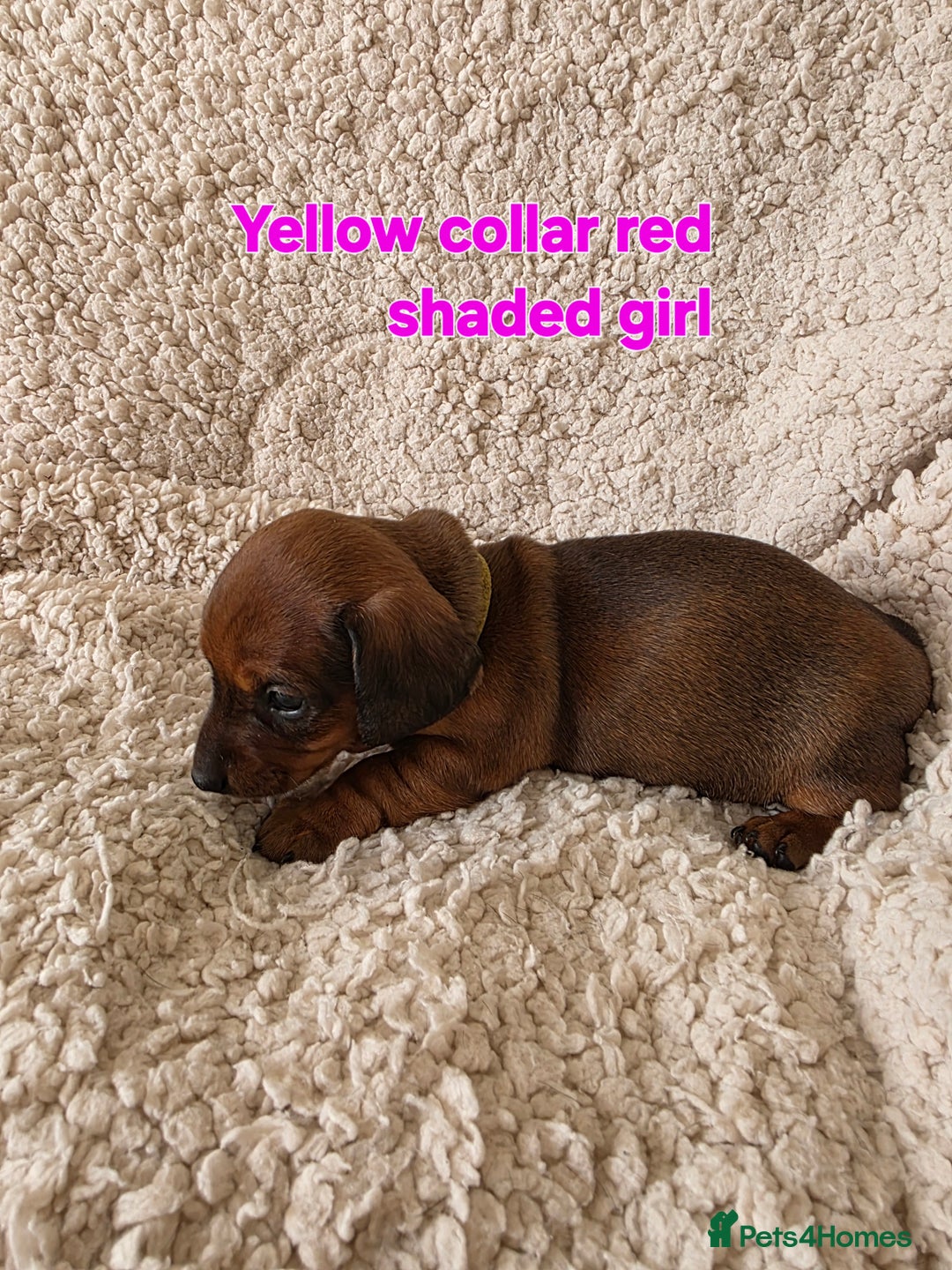 Miniature Dachshund dogs for sale: Beautiful short haired minature dauchshunds  - Advert 10