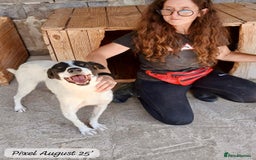 Mixed Breed dogs for adoption: Pixel, 3-4 yrs old. Available for adoption. - Image 12