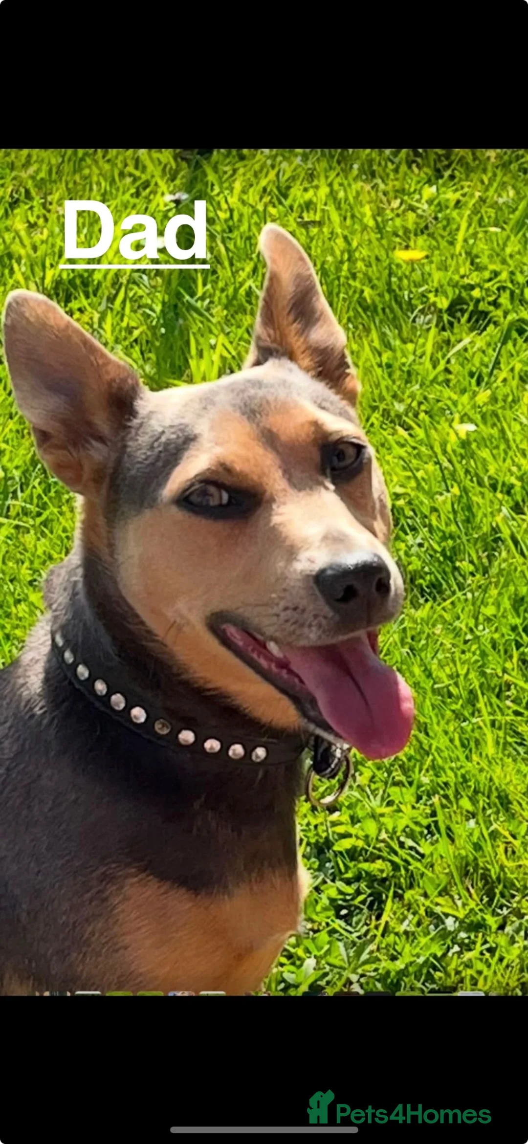 Jack Russell dogs for sale: Beautiful Much Wenlock jack russell 1 boy left in Tilbury - Advert 10
