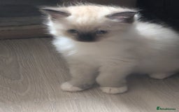Ragdoll cats for sale: Kitty Ragdoll  - Image 6