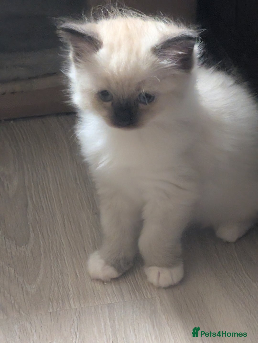 Ragdoll cats for sale: Kitty Ragdoll  - Image 6