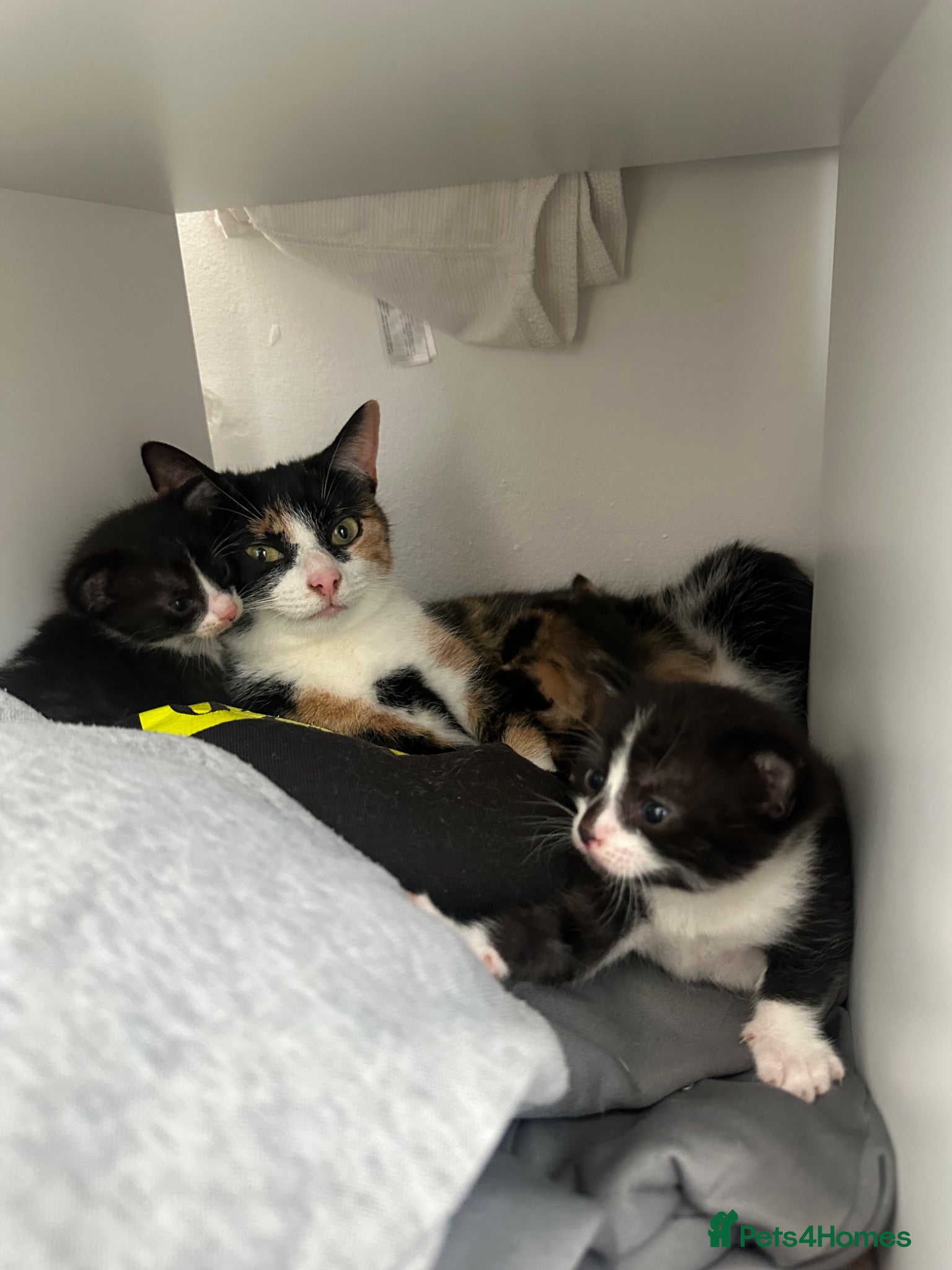 Domestic Shorthair cats 3 kittens for sale - Advert 3