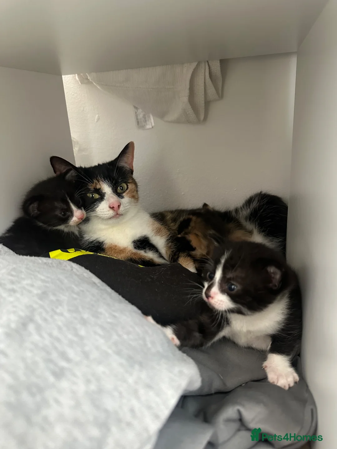 Domestic Shorthair cats for sale: 3 kittens for sale in Bexhill-on-Sea - Advert 1