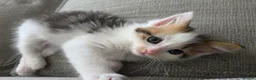 Ragdoll cats for sale: Beautigul anf Fluffy Ragdoll Cross kittens - Advert 22