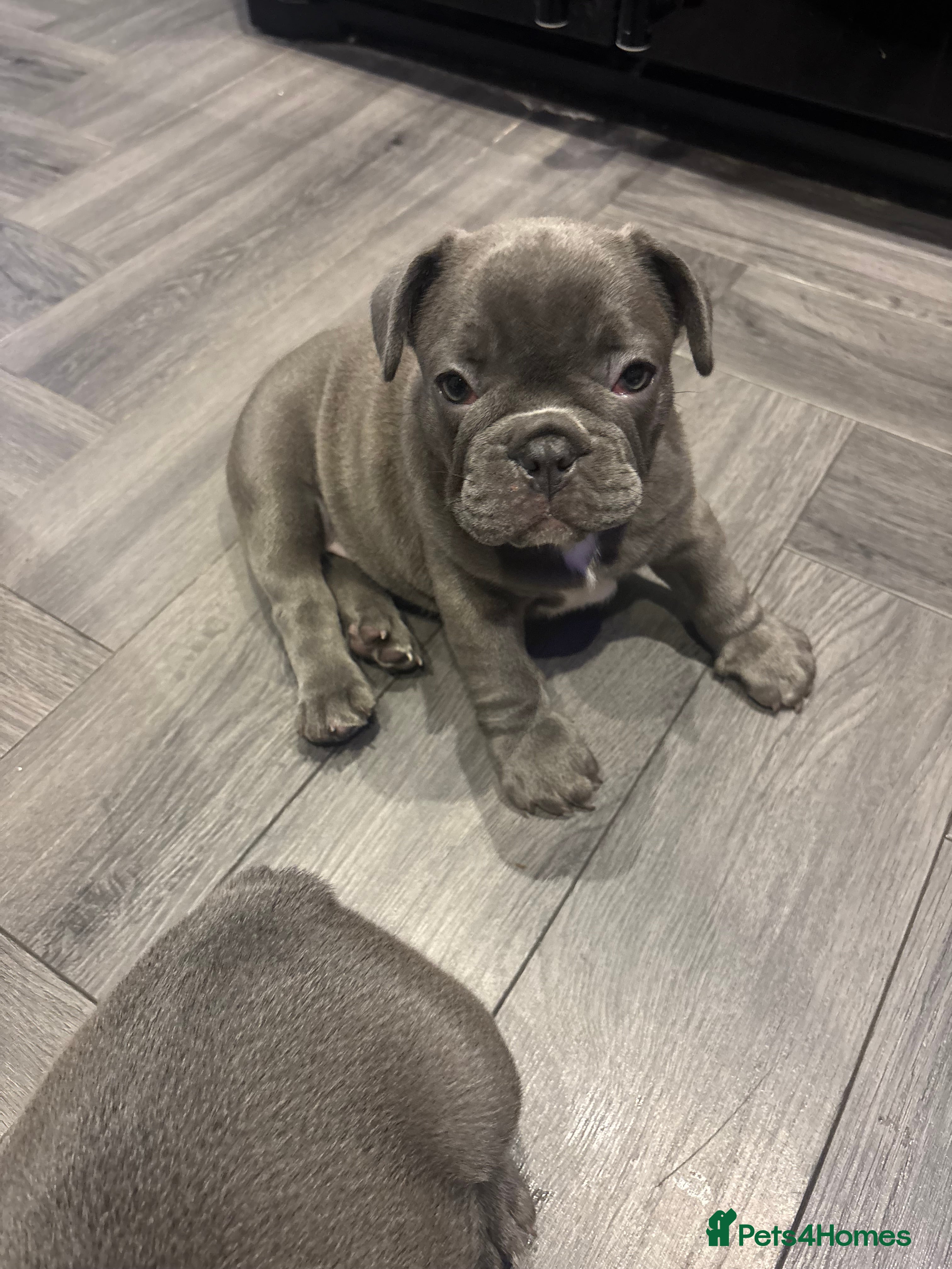 French Bulldog dogs Beautiful French Bulldog Puppies - Advert 15