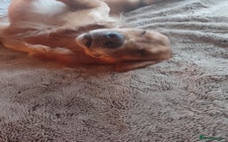 Golden Retriever dogs for stud: Golden Retriver Red/Dark Stud Dog - Image 7