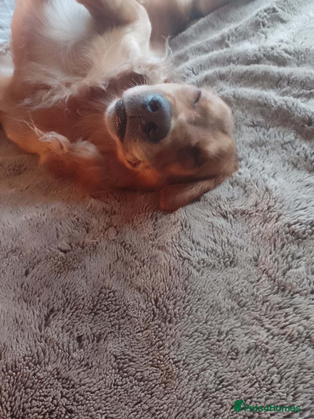 Golden Retriever dogs for stud: Golden Retriver Red/Dark Stud Dog - Image 7
