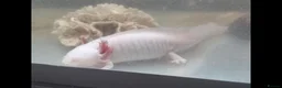 Axolotl reptiles for sale: Albino axolotl  - Advert 2