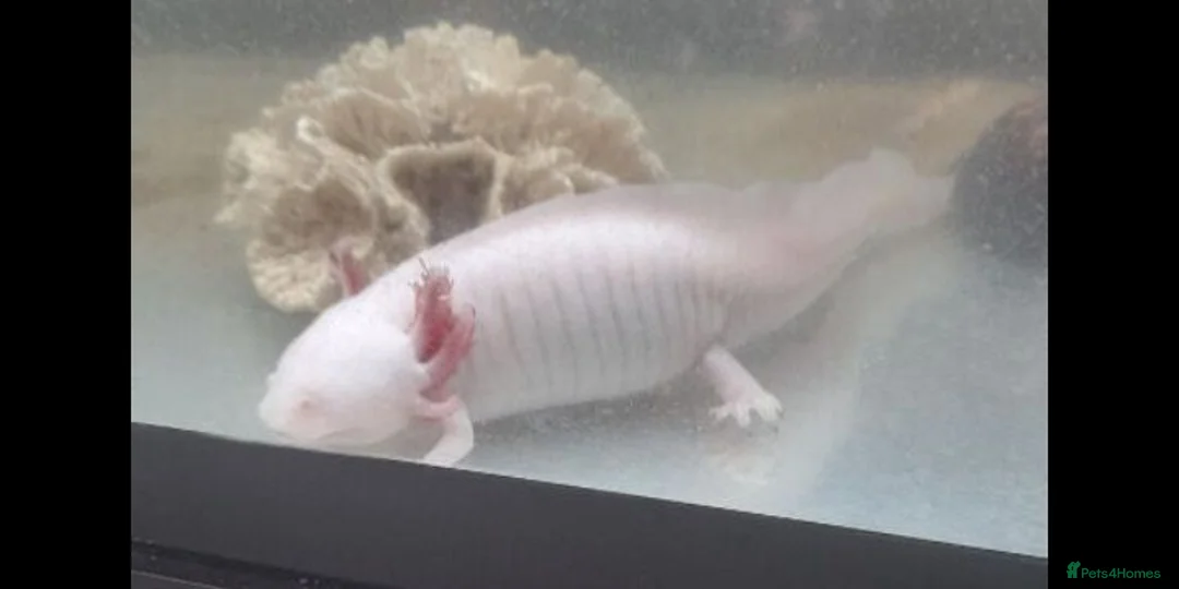 Axolotl reptiles for sale: Albino axolotl  - Advert 2