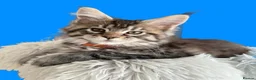 Maine Coon cats for sale: Show quality Maine coon kittens - Advert 14