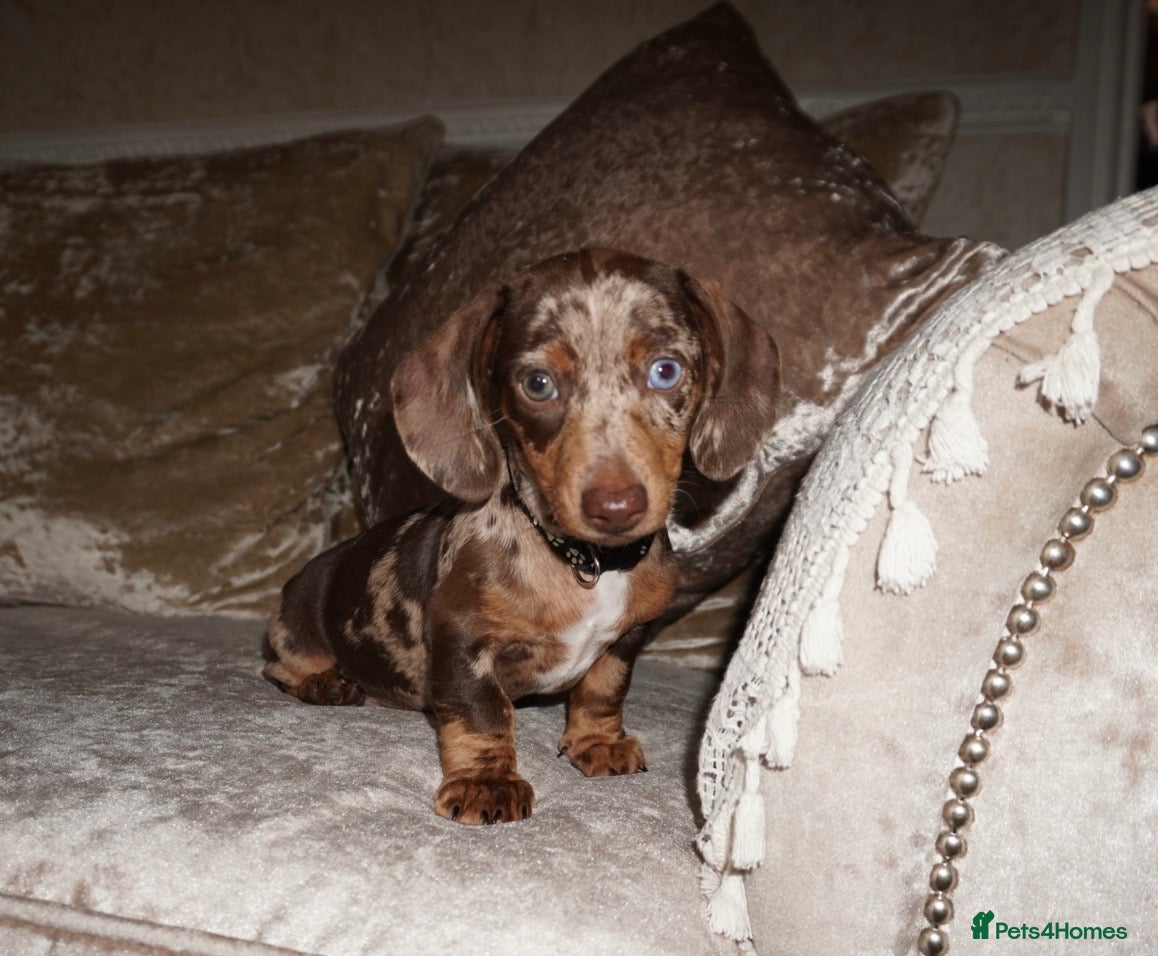 Miniature Dachshund dogs Beautiful boy dachshund puppy (1 left)  - Advert 1