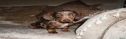 Miniature Dachshund dogs for sale: Beautiful boy dachshund puppy (1 left)  in Tilbury - Advert 1
