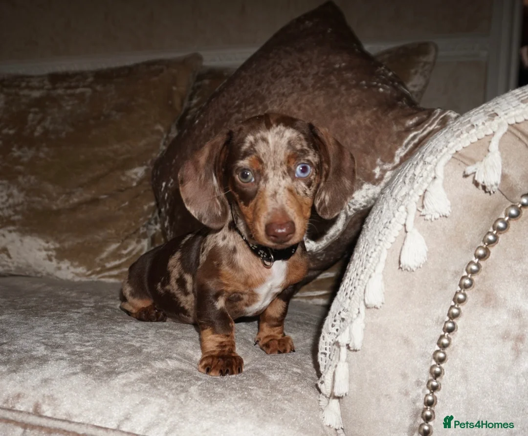 Miniature Dachshund dogs for sale: Beautiful boy dachshund puppy (1 left)  in Tilbury - Advert 1