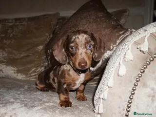 Miniature Dachshund dogs Beautiful boy dachshund puppy (1 left) - Advert 1