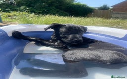 Mixed Breed dogs for sale: Delilah  - Image 6
