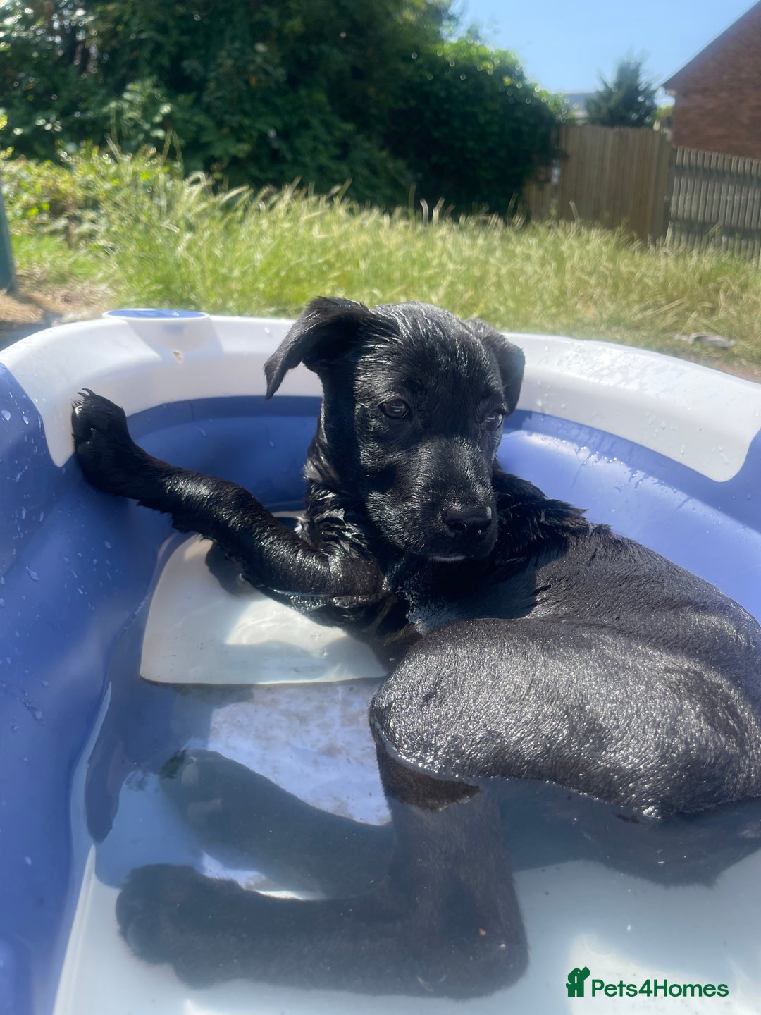 Mixed Breed dogs for sale: Delilah  - Image 6